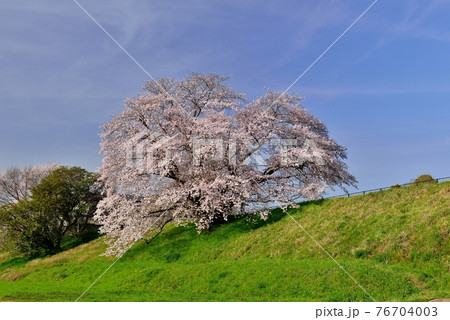 幾坂池の一本桜 76704003