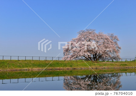 幾坂池の一本桜 幾坂池の一本桜 76704010