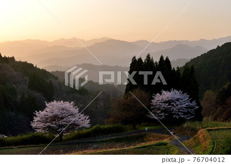 宇陀戒場の桜 宇陀戒場の桜 76704012