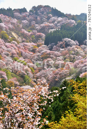 吉野山の桜 吉野山の桜 76704032