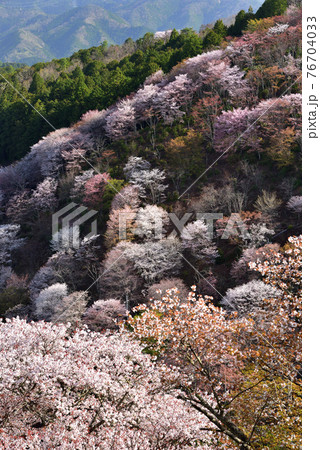 吉野山の桜 吉野山の桜 76704033