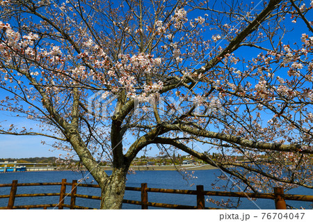 桜とダム湖 桜とダム湖 76704047