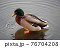 公園内にある池の水辺で休んでいるオスの鴨 76704208