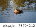公園内にある池で泳いでいるメスの鴨 76704212