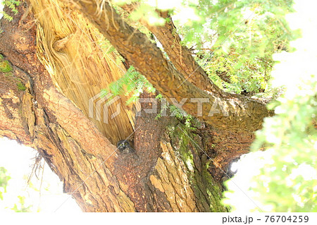 アオバズク　1 76704259