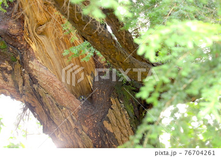 アオバズク　3 76704261