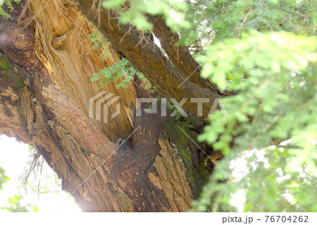 アオバズク　4 76704262