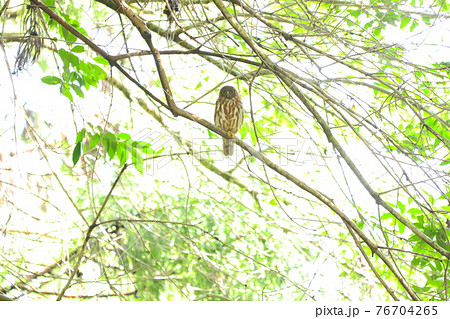 アオバズク　7 76704265