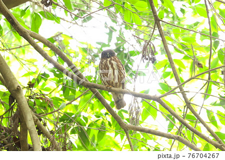 アオバズク　9 76704267