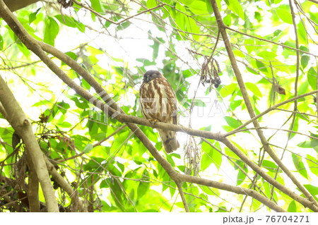 アオバズク　13 76704271