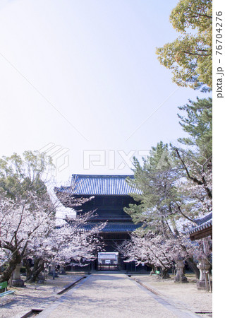 春の大樹寺 本堂から見た三門 春の大樹寺 本堂から見た三門 76704276
