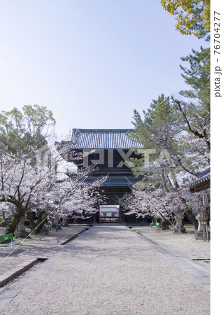 春の大樹寺 本堂から見た三門 春の大樹寺 本堂から見た三門 76704277