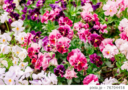 春 ビオラの花畑 赤紫の写真素材