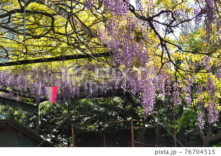 国領神社に咲く千年乃藤 国領神社に咲く千年乃藤 76704515
