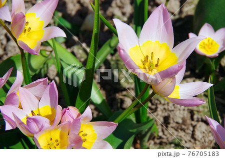 【品種：サクサティリス】黄色と薄い紫色の花びらの原種系チューリップ 76705183