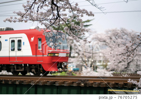 百十郎桜 新境川堤 岐阜県各務原市 百十郎桜 新境川堤 岐阜県各務原市 76705275