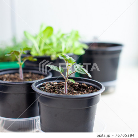 Seedlings of green tomatoes on the windowsill in the house Seedlings of green tomatoes on the windowsill in the house 76705394