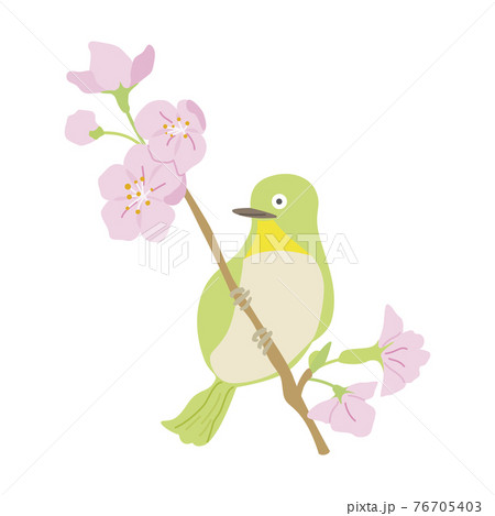 桜と鳥のイラストのイラスト素材