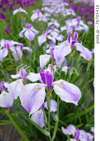 アヤメ　あやめ 76705410