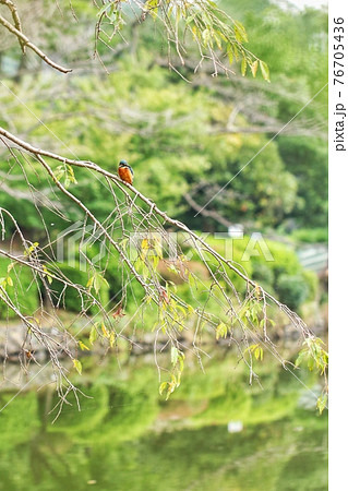 カワセミ 縦 23 カワセミ 縦 23 76705436