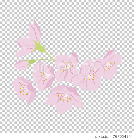 Cherry blossoms in full bloom illustration Cherry blossoms in full bloom illustration 76705454