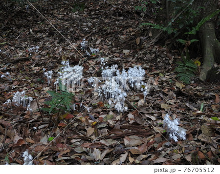 銀竜草 銀竜草 76705512