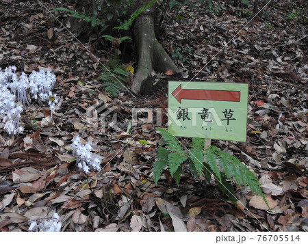 銀竜草 76705514