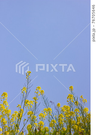 青と黄色のコントラストがはえる青空と菜の花 76705646