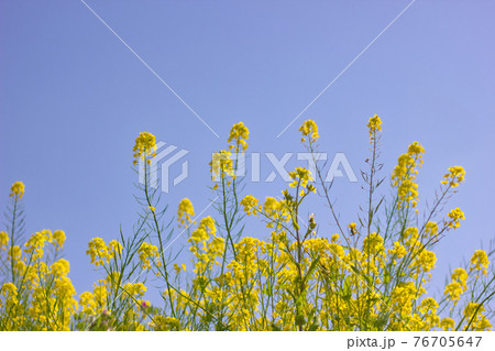 青と黄色のコントラストがはえる青空と菜の花 76705647