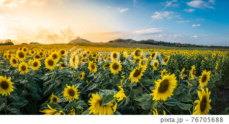 sunflower field with blue sky background sunflower field with blue sky background 76705688