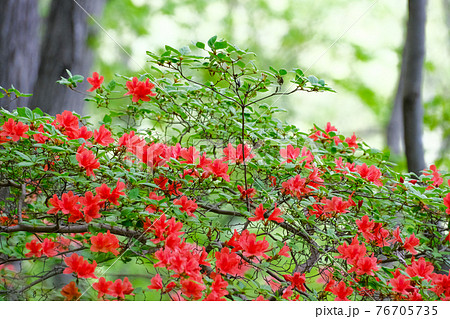 4月中旬 花 ツツジの赤い花 新緑の森に咲くの写真素材