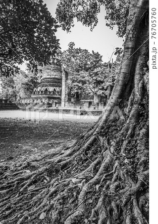 Landmark of old chedi made of ancient bricks in the Kamphaeng Phet Historical Park, Thailand. Black and white 76705760