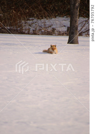 キタキツネ 8 キタキツネ 8 76705792