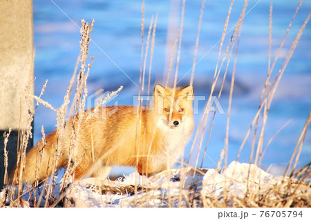 キタキツネ 10 キタキツネ 10 76705794