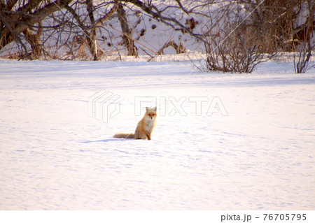 キタキツネ 11 キタキツネ 11 76705795