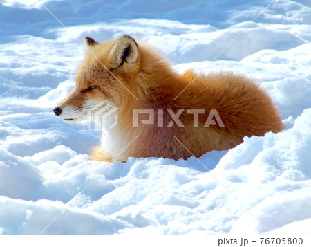 キタキツネ 16 キタキツネ 16 76705800