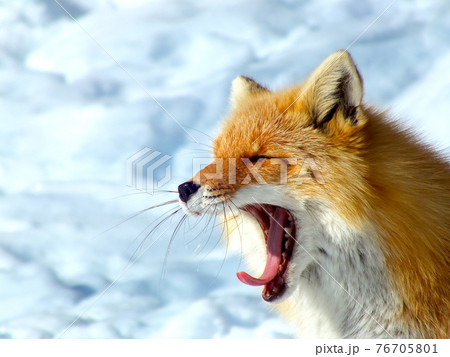 キタキツネ 17 キタキツネ 17 76705801