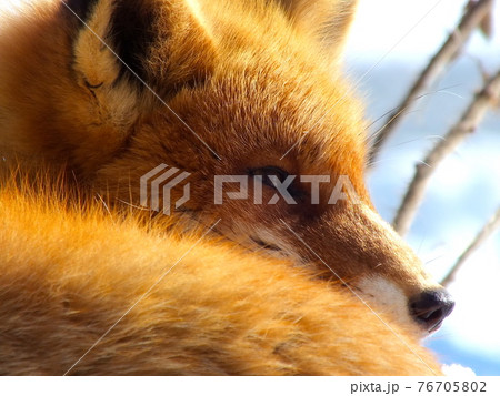 キタキツネ 18 キタキツネ 18 76705802