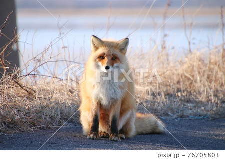 キタキツネ 19 キタキツネ 19 76705803