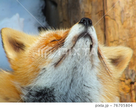 キタキツネ 20 キタキツネ 20 76705804