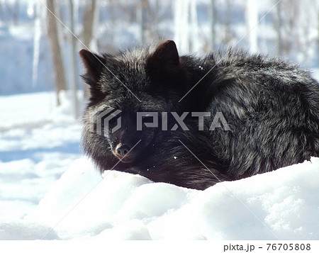 キタキツネ 24 キタキツネ 24 76705808