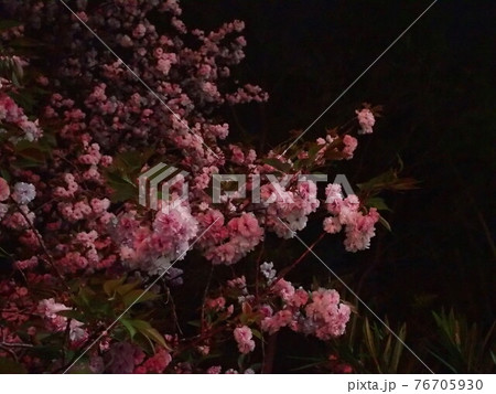 八重桜の夜桜 76705930