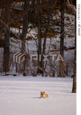 キタキツネ　縦　1 76705932