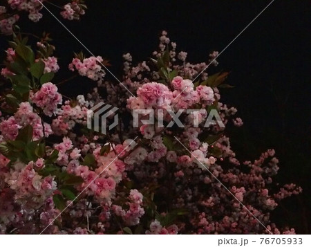 八重桜の夜桜 八重桜の夜桜 76705933