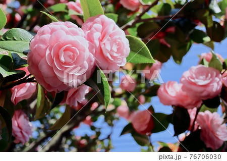 乙女椿 乙女椿 76706030