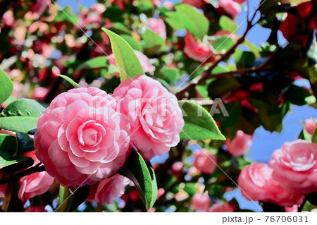 乙女椿 乙女椿 76706031