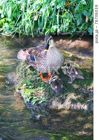 親から子へ 76706039