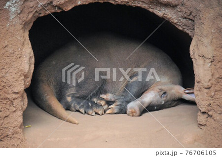 ハワイ、オアフ島、ホノルル、ワイキキ、ホノルル動物園、ツチブタ ハワイ、オアフ島、ホノルル、ワイキキ、ホノルル動物園、ツチブタ 76706105