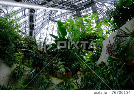 大阪府立花の文化園 植物園 大温室2の写真素材