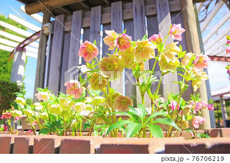 クリスマスローズ 76706219